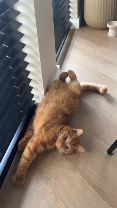 Kat Europese korthaar of huiskat