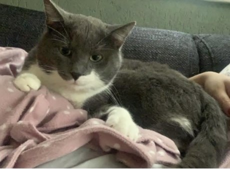 Kat Europese korthaar of huiskat