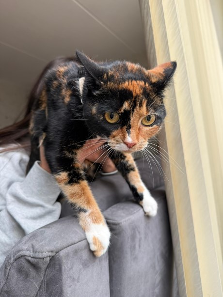 Kat Europese korthaar of huiskat