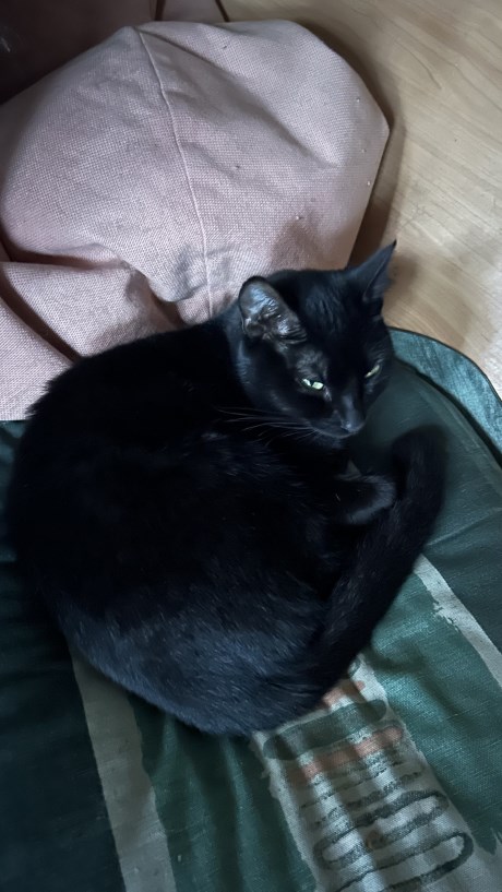 Kat Europese korthaar of huiskat