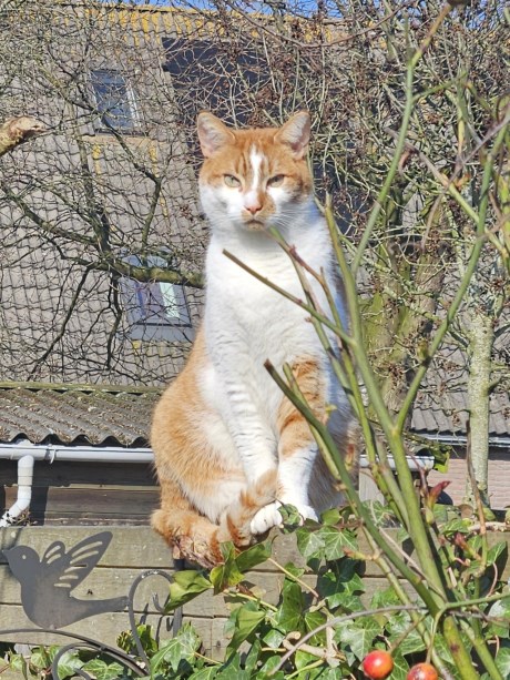 Kat Europese korthaar of huiskat