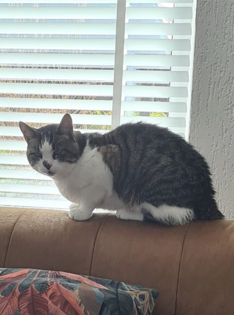 Kat Europese korthaar of huiskat