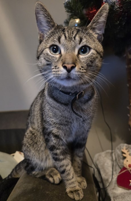 Kat Europese korthaar of huiskat