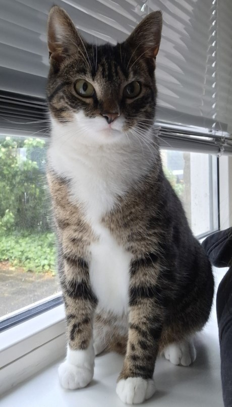 Kat Europese korthaar of huiskat