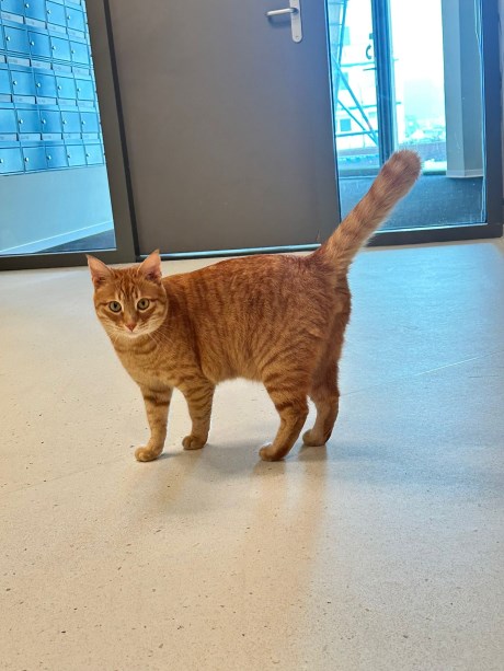 Kat Europese korthaar of huiskat