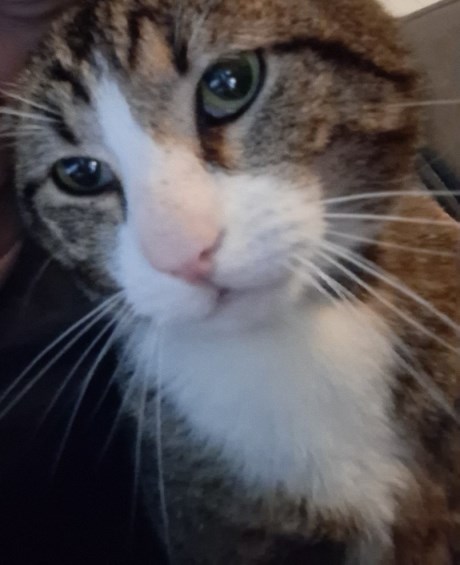 Kat Europese korthaar of huiskat