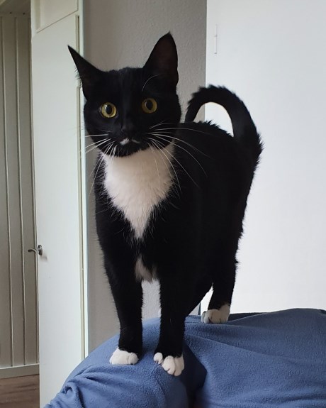 Kat Europese korthaar of huiskat