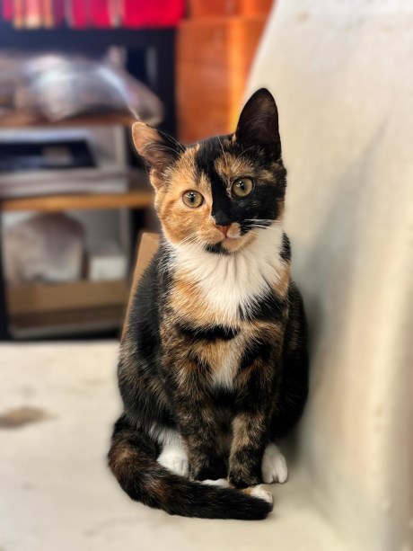 Kat Europese korthaar of huiskat