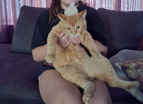 Kat Brits korthaar X