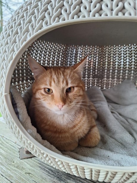 Kat Europese korthaar of huiskat