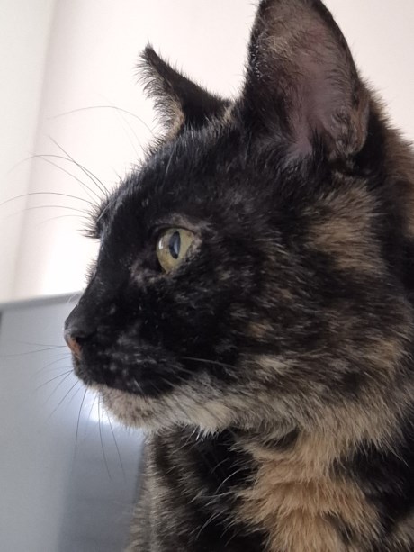 Kat Europese korthaar of huiskat