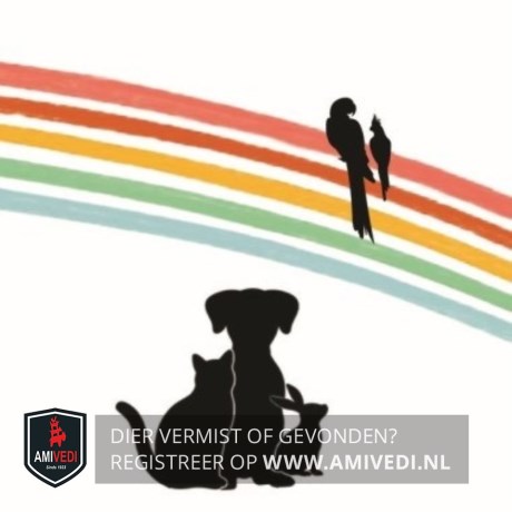 Kat Europese korthaar of huiskat