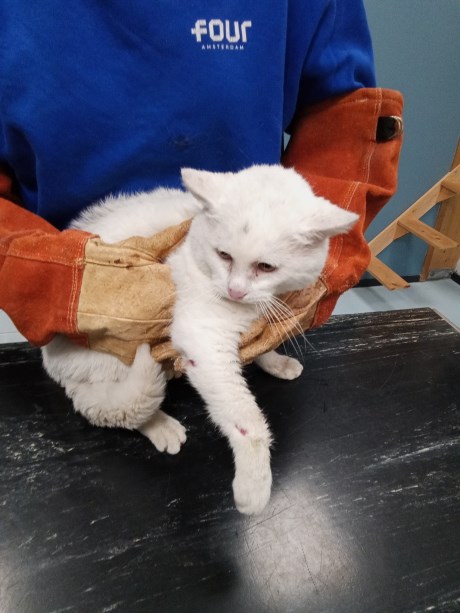 Kat Europese korthaar of huiskat