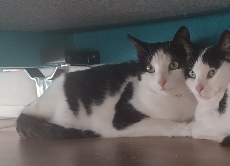 Kat Europese korthaar of huiskat