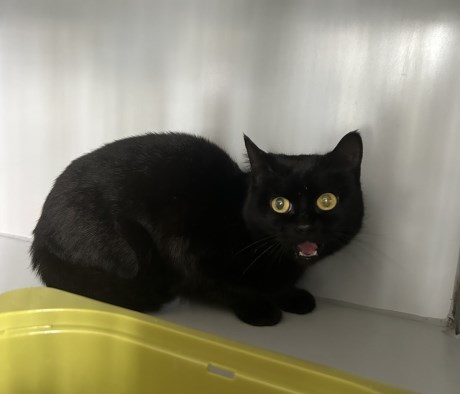 Kat Europese korthaar of huiskat