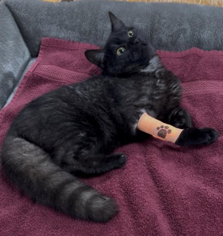 Kat Europese korthaar of huiskat