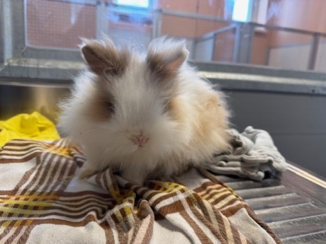 Knaagdier / Haasachtige Konijn