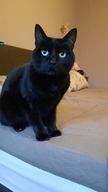 Kat Europese korthaar of huiskat