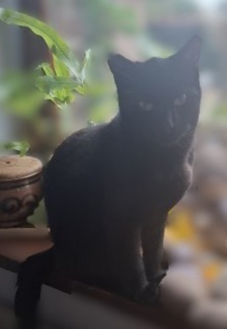 Kat Europese korthaar of huiskat