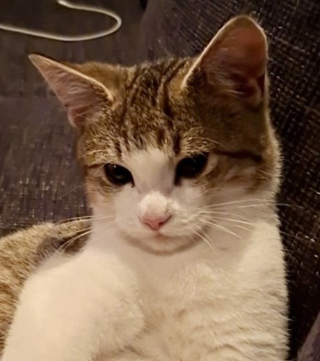 Kat Europese korthaar of huiskat