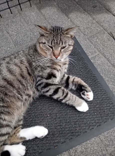 Kat Europese korthaar of huiskat