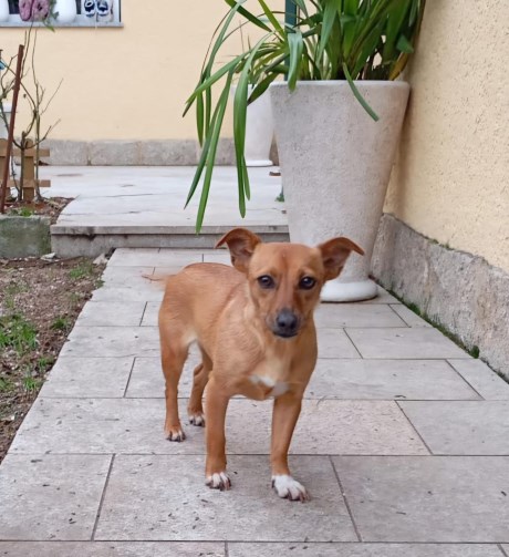 Hond Podenco