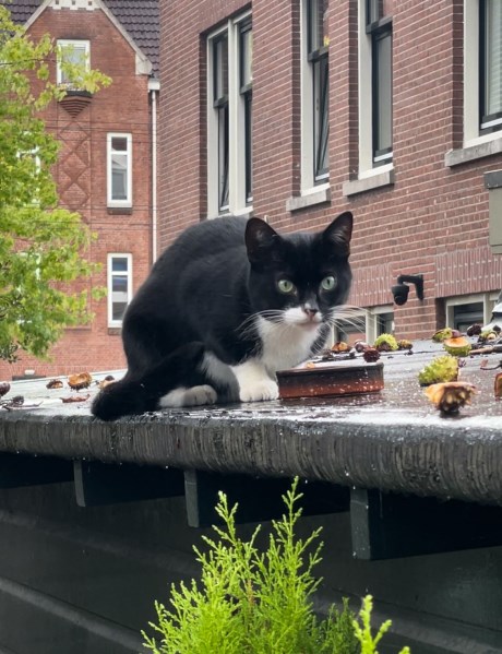 Kat Europese korthaar of huiskat