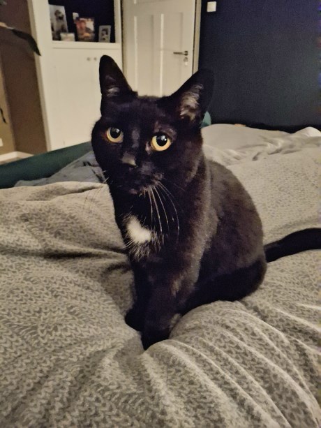 Kat Europese korthaar of huiskat