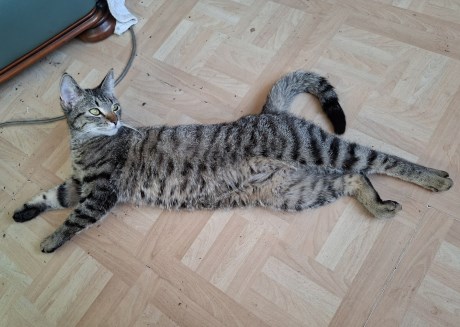 Kat Europese korthaar of huiskat