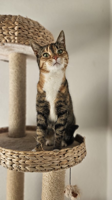 Kat Europese korthaar of huiskat