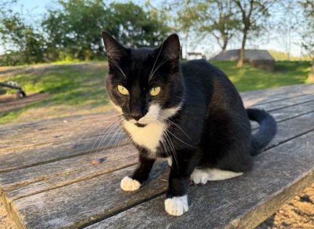 Kat Europese korthaar of huiskat