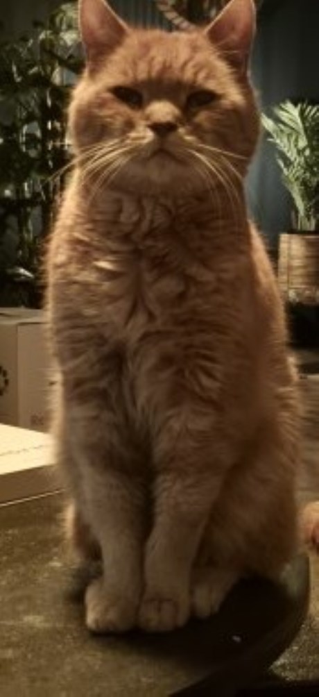 Kat Europese korthaar of huiskat