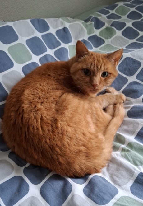 Kat Europese korthaar of huiskat