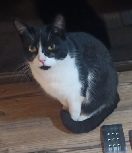 Kat Europese korthaar of huiskat