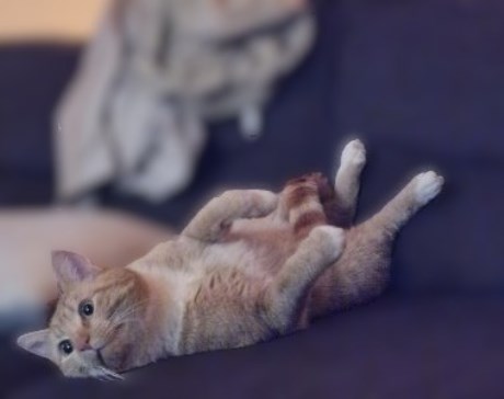 Kat Europese korthaar of huiskat