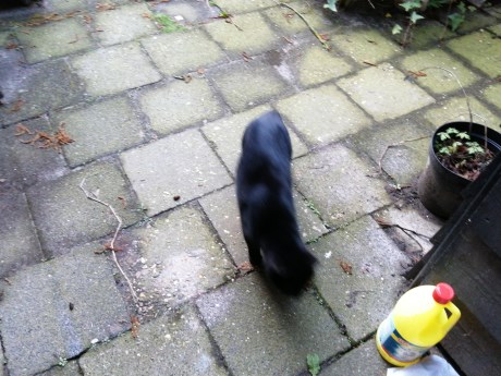 Kat Europese korthaar of huiskat