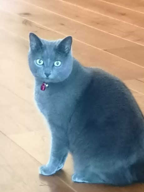 Kat Karthuizer/Chartreux