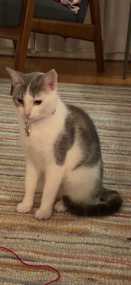 Kat Europese korthaar of huiskat