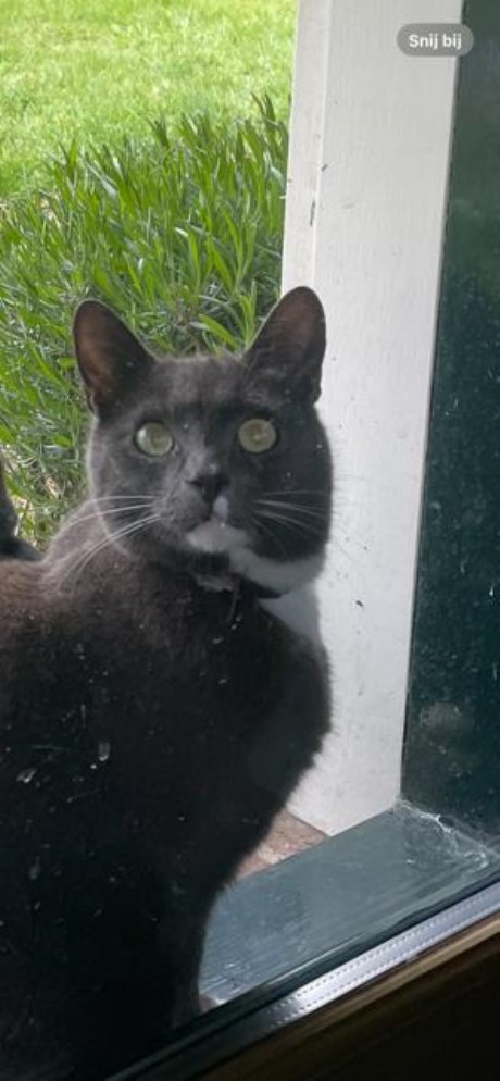 Kat Europese korthaar of huiskat