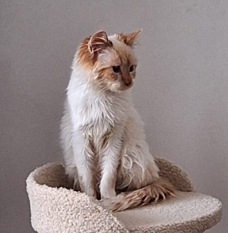 Kat Europese korthaar of huiskat