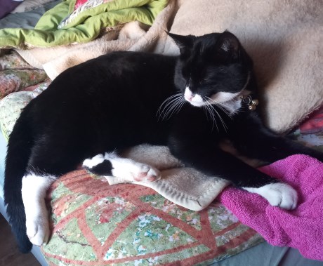 Kat Europese korthaar of huiskat