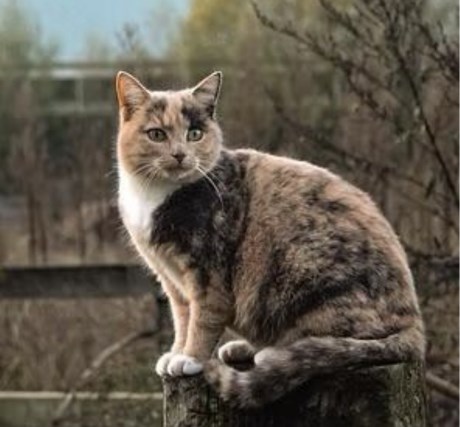 Kat Europese korthaar of huiskat