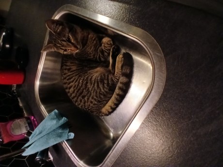 Kat Europese korthaar of huiskat