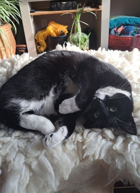 Kat Europese korthaar of huiskat