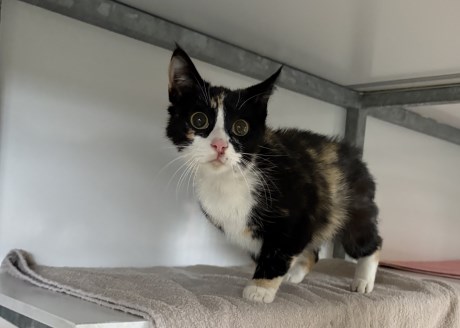 Kat Europese korthaar of huiskat