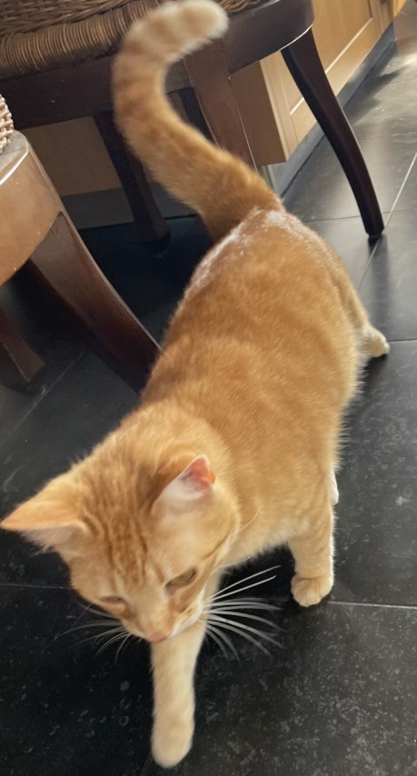 Kat Europese korthaar of huiskat