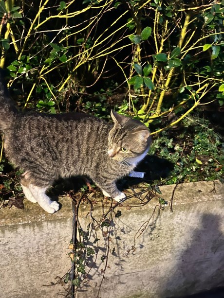 Kat Europese korthaar of huiskat