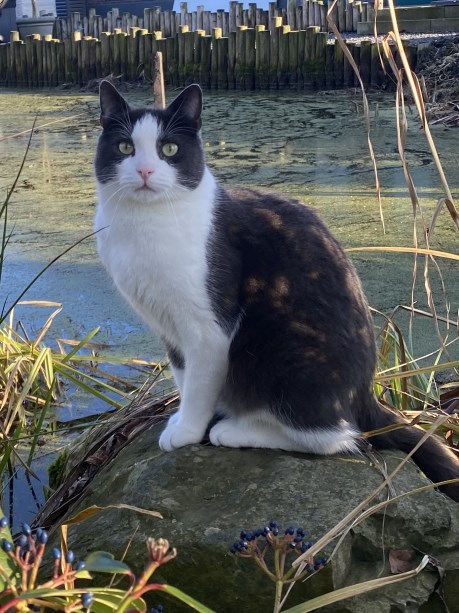 Kat Europese korthaar of huiskat