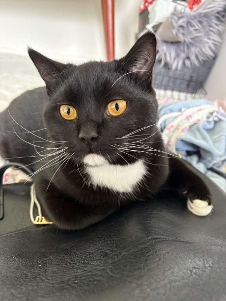 Kat Europese korthaar of huiskat