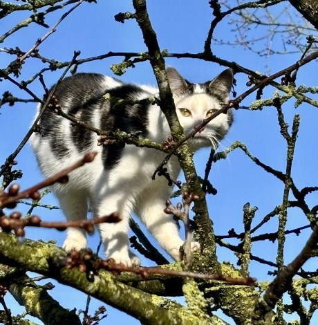 Kat Europese korthaar of huiskat